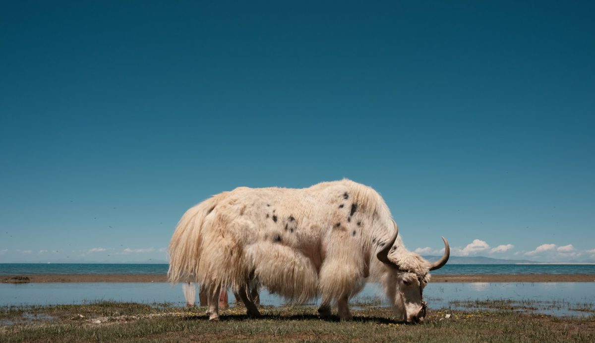Yak eating grass next to water. Image by Jason An