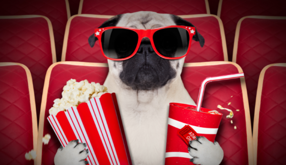 A dog wearing silly sunglasses sitting in a movie theatre holding a tub of popcorn and a drink.
