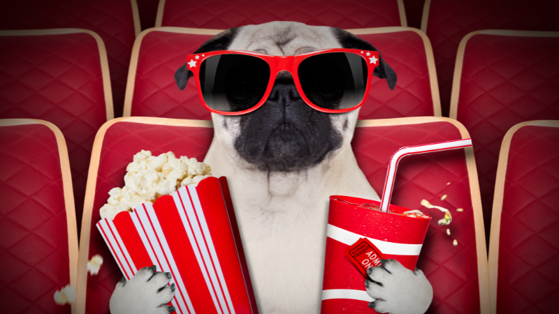 A dog wearing silly sunglasses sitting in a movie theatre holding a tub of popcorn and a drink.