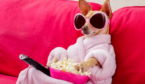 Dog wearing comedy sunglasses and a pink bath robe sitting on a sofa with a remote control and bowl of popcorn.