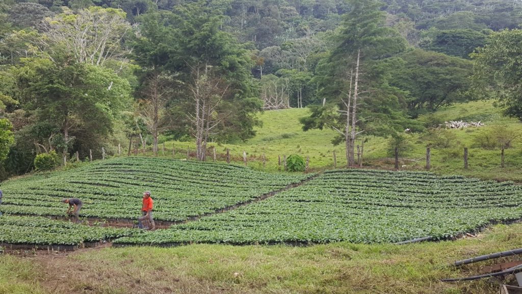 Growing coffee