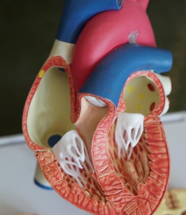 A model of the human heart