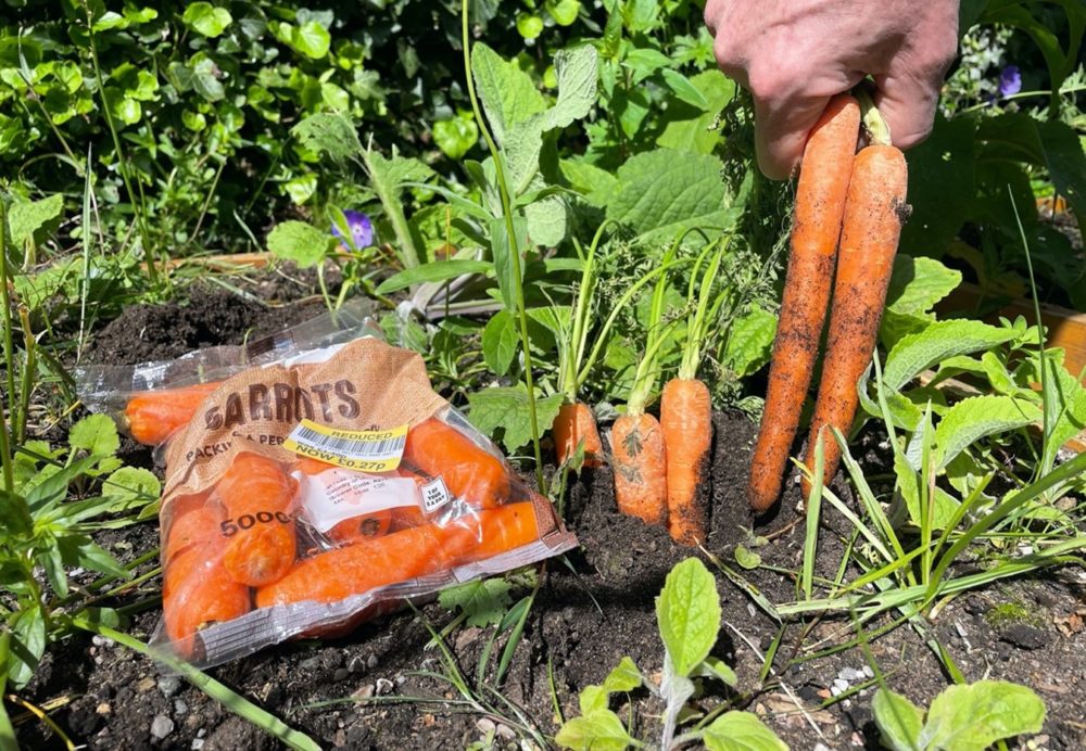 the image shows freshly grown carrots being picked from a vegetable patch. Next to the carrots in the ground is a plastic bag of supermarket carrots, labelled with a ‘reduced’ price sticker.