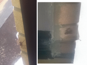 Spider and Moth climbing walls to escape flood waters