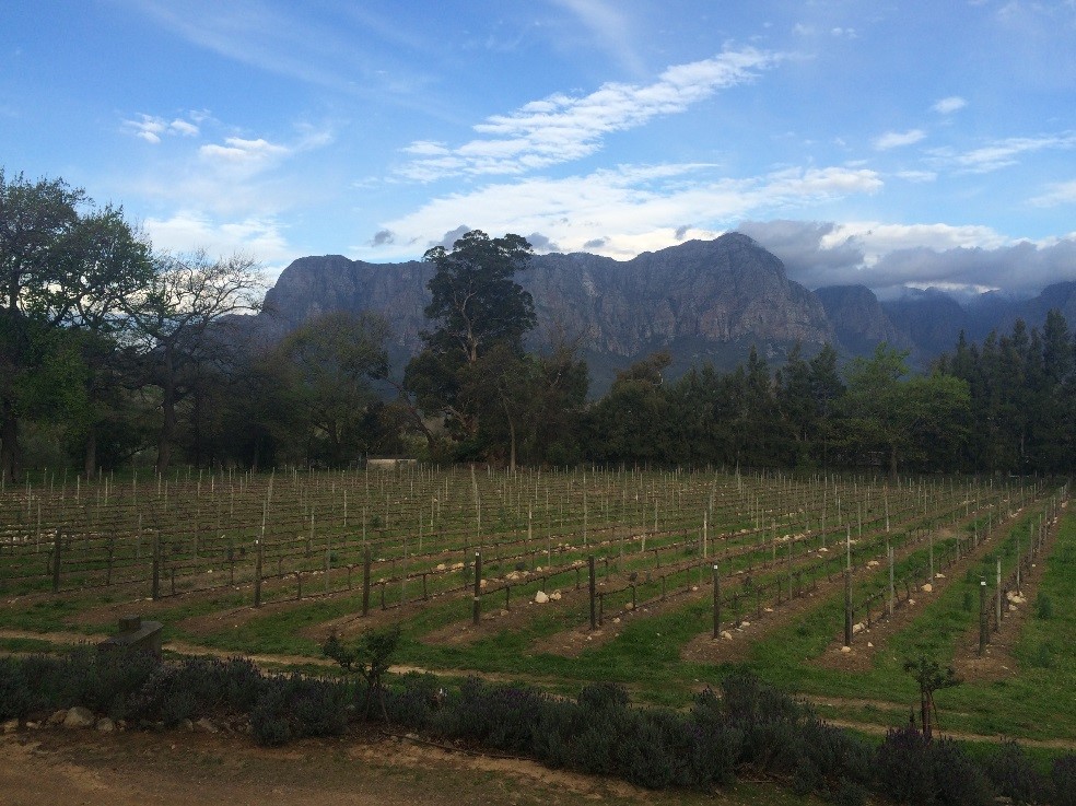 A South African wine farm