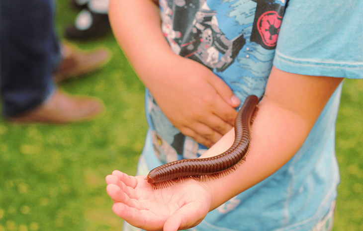 A giant millipede on the forearm of a child