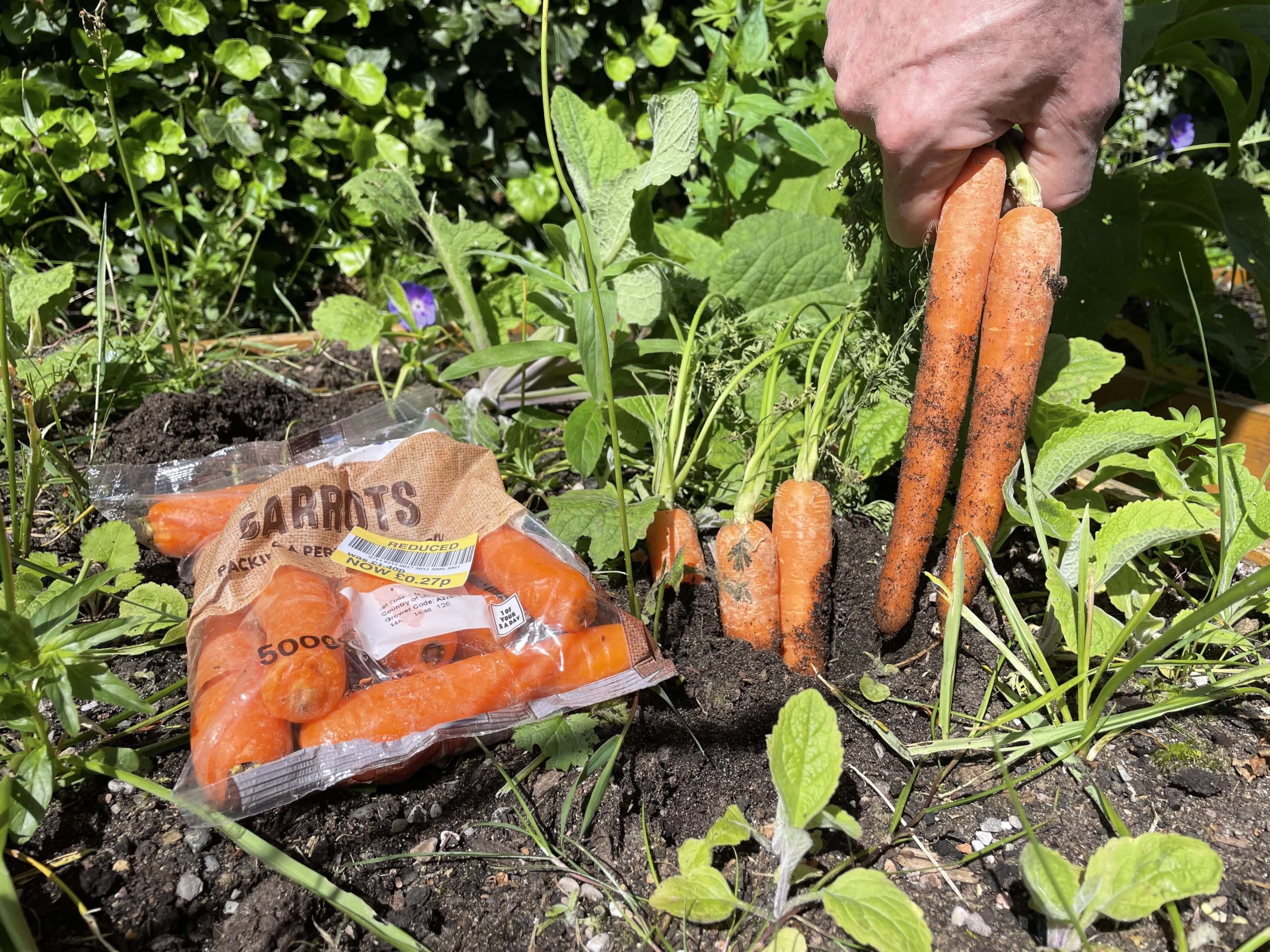 Freshly grown carrots are picked from a vegetable patch. Next to the carrots in the ground is a plastic bag of supermarket carrots, labelled with a ‘reduced’ price sticker.