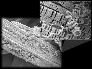 Two black and white images of cracks in magnified grass fibre. One of the images shows one single fibre structure. The second image is a zoomed-in version of the previous image, showing a ruptured spiral vessel structure split from the grass fibre.