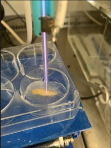 A small plastic dish with a cream-coloured larva inside. The larva is covered with a thin layer of translucent hydrogel. A single beam of purple plasma is directed onto the larva from above.