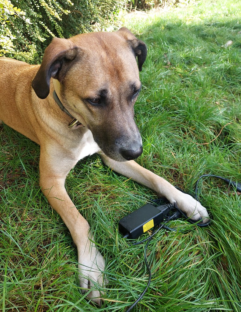 A brown dog sitting on the grass playing with a discarded black charger in the park. 