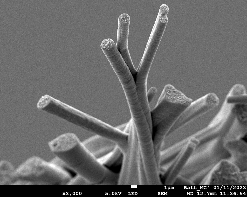 This image is a high-magnification SEM (Scanning Electron Microscope) photograph, zoomed in 3000 times, showing several green fibers. The cross-sectional view captures an interesting angle that emphasizes the fibres’ shape and structure within the material. The structure of the fibers resembles a leafless tree in autumn, illustrating how microstructures can often echo larger, more familiar forms found in nature. 