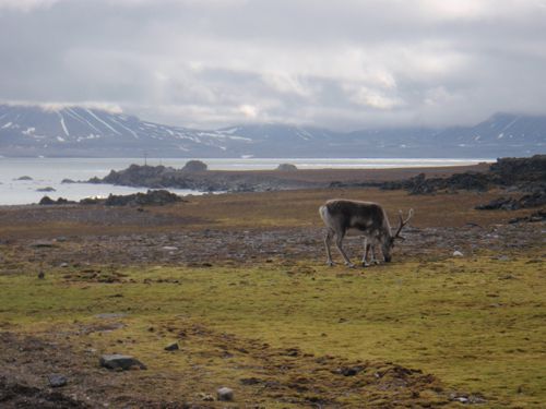 One of the reindeers roaming around the station. Left and in the mist: Wilczekodden Peninsula, with its cross and open-air altar, erected in 1982.