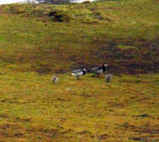 Arctic geese in the mist – The weather turned to cold rain in the space of a few hours …