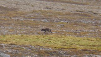 As it sees us arriving, this Arctic fox scampers away and observes us from afar.