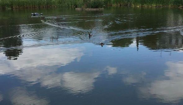 Ducks on the lake.