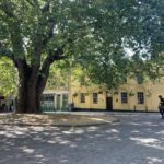 A cobble-stoned courtyard with a big tree in the middle, surrounded by shops.
