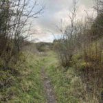 pathway amongst greens and twigs.