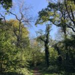 Leafy-trees with a blue sky.