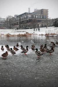 Ducks on the frozen lake on campus surrounded by snow and campus buildings