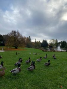 Weekly lunch with duckies at the lake
