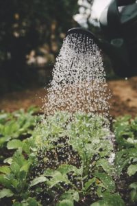 Watering can spraying water over vibrantly green plants