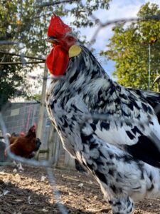 A black and white chicken looking into the camera